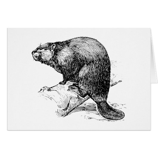 Beaver #1 cards (Front Horizontal)