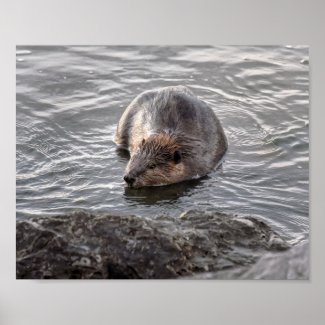 Beaver at Dauphin Island, Alabama Poster