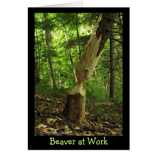 Beaver at Work Cards (Front)