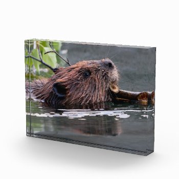 Beaver Award by WorldDesign at Zazzle
