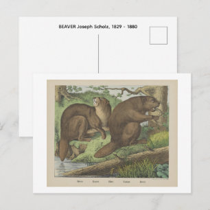 BEAVER BEAR Joseph Scholz, 1829 - 1880 Postcard