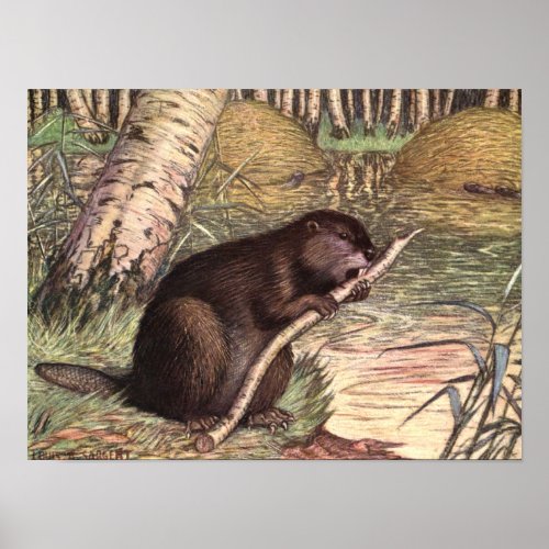 Beaver by Louis Sargent Vintage Wild Animals Poster