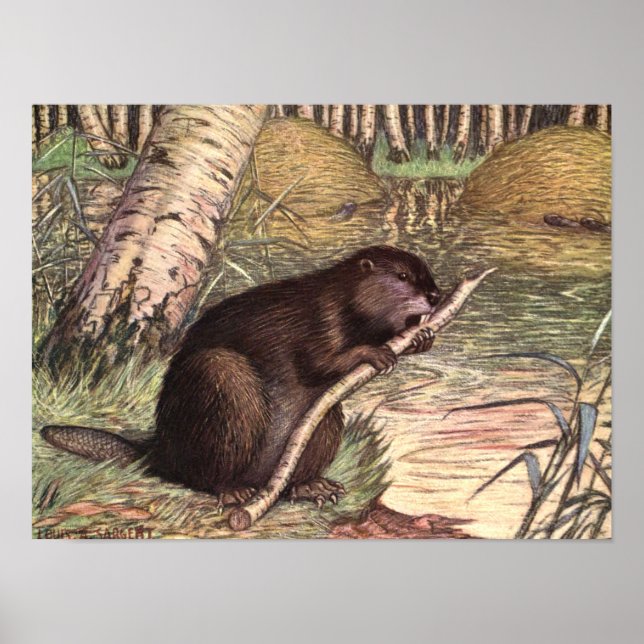 Beaver by Louis Sargent, Vintage Wild Animals Poster (Front)