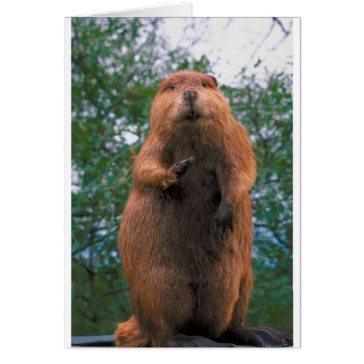 Beaver Cards (Front)