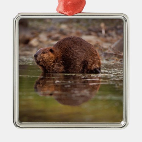 beaver Castor canadensis goes for a swim in Metal Ornament