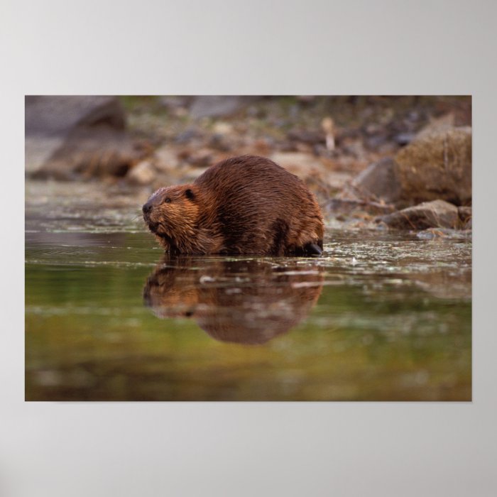 beaver, Castor canadensis, goes for a swim in Print