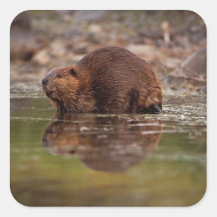 beaver, Castor canadensis, goes for a swim in Square Sticker