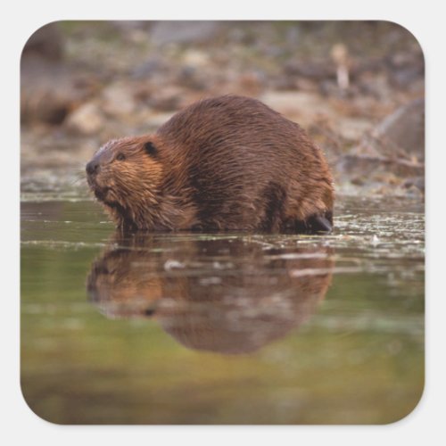 beaver Castor canadensis goes for a swim in Square Sticker