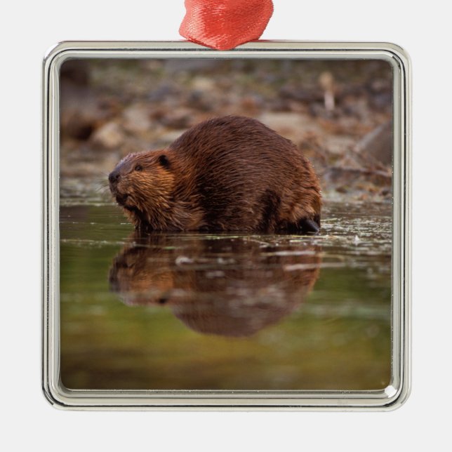 beaver, Castor canadensis, goes for a swim Metal Ornament (Front)