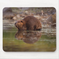 beaver, Castor canadensis, goes for a swim