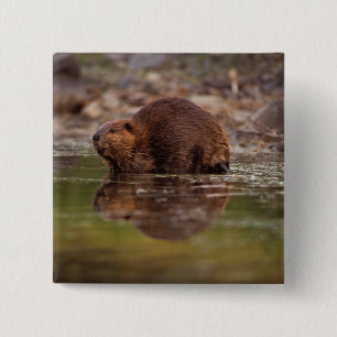 beaver, Castor canadensis, goes for a swim Pinback Button