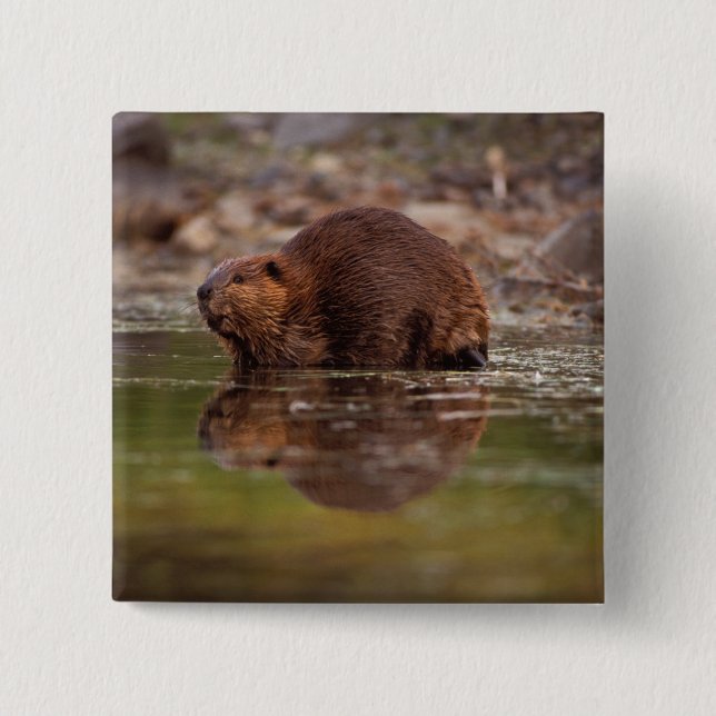 beaver, Castor canadensis, goes for a swim Pinback Button (Front)