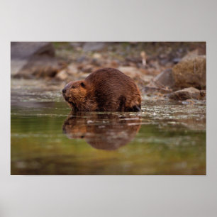 beaver, Castor canadensis, goes for a swim Poster