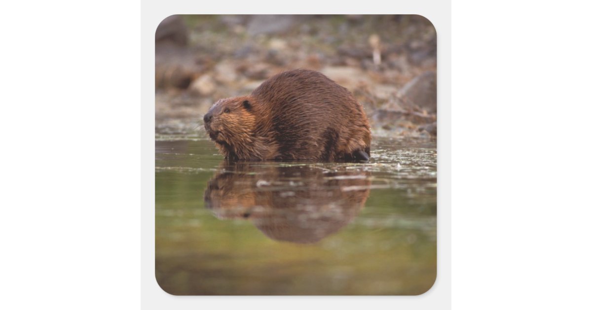 beaver, Castor canadensis, goes for a swim Square Sticker | Zazzle
