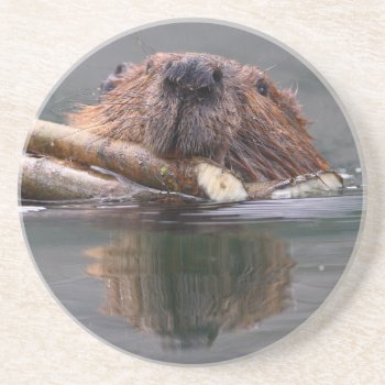 Beaver Coaster by WorldDesign at Zazzle