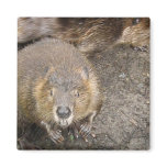 Beaver Design Magnet