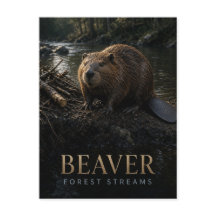 Beaver Forest Streams Wildlife ANIMAL