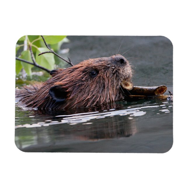 beaver magnet (Horizontal)