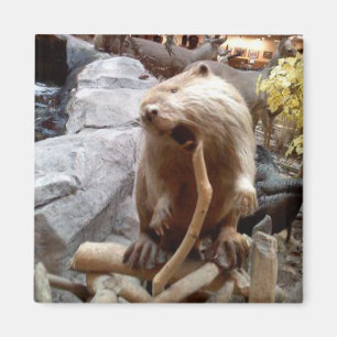 Beaver Magnet