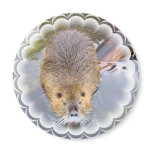 Beaver Magnet