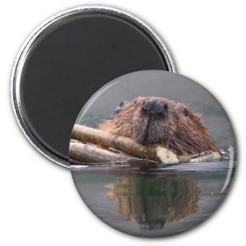 Beaver Magnet by WorldDesign at Zazzle