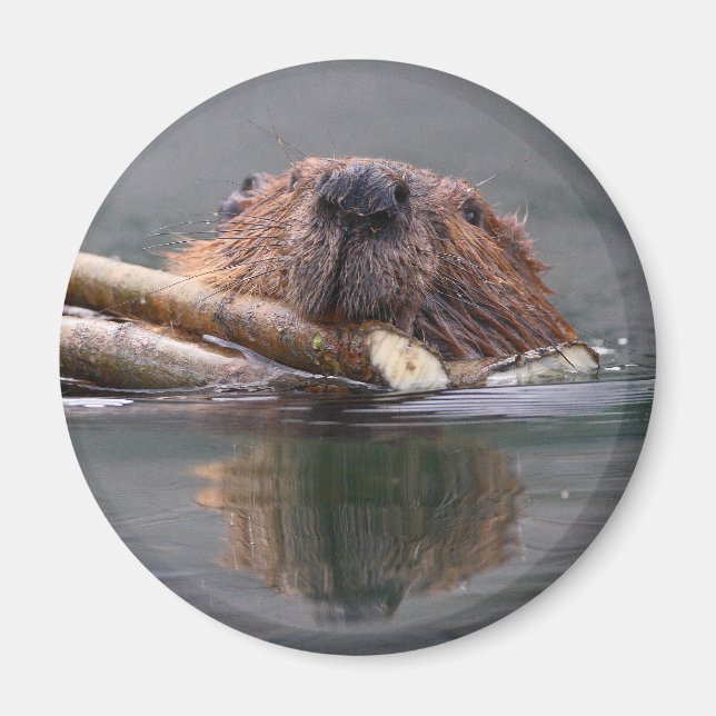 beaver magnet (Front)