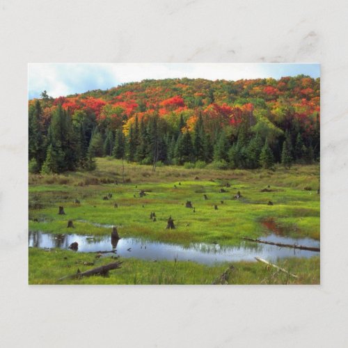 Beaver Meadow and hardwood forest Quebec Canada Postcard