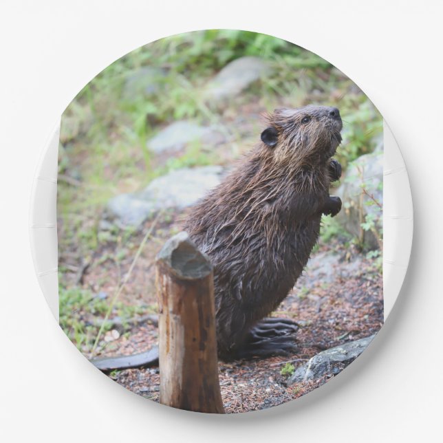 Beaver Paper Plates (Front)