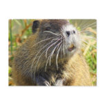 Beaver Photo Postcard
