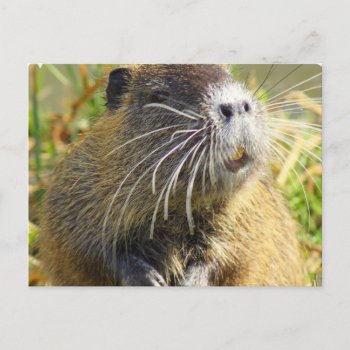 Beaver Photo Postcard by WildlifeAnimals at Zazzle