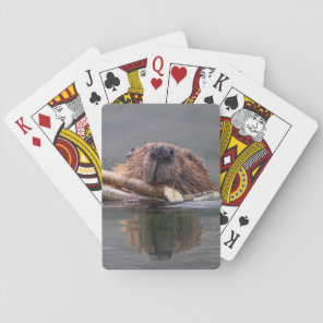 beaver playing cards