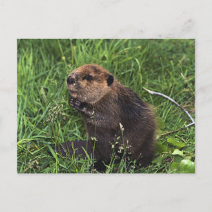 Beaver Postcard