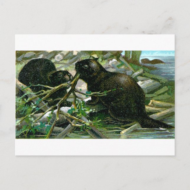 Beaver Postcard (Front)
