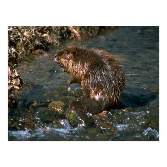 Beaver Postcard