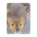 Beaver Postcard