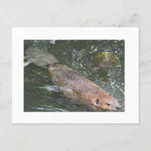 Beaver PostCard