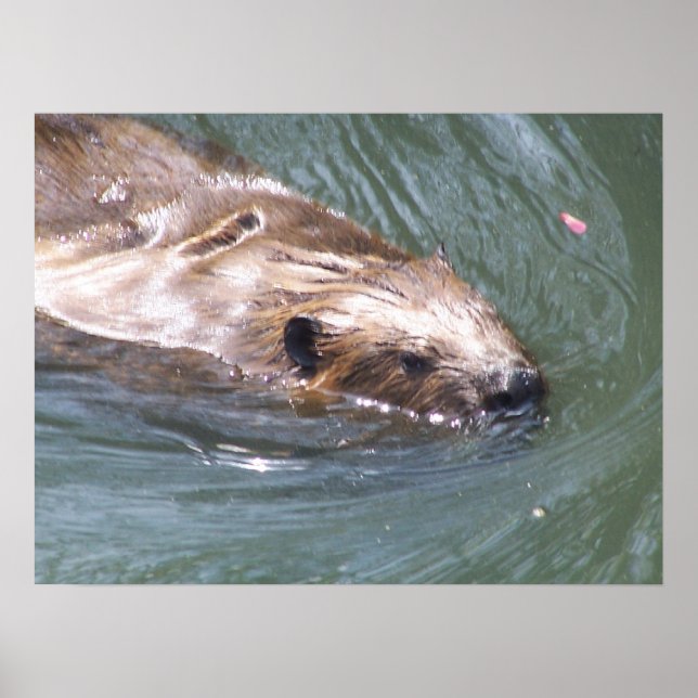 Beaver poster (Front)