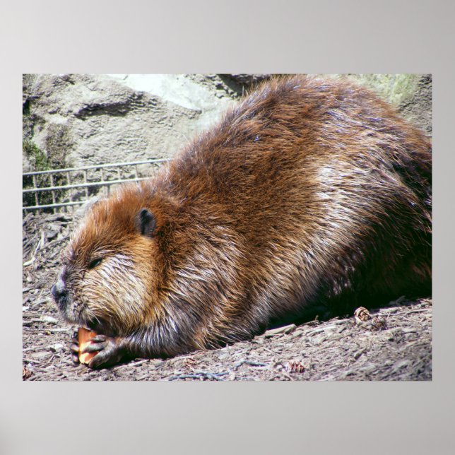 Beaver Poster (Front)