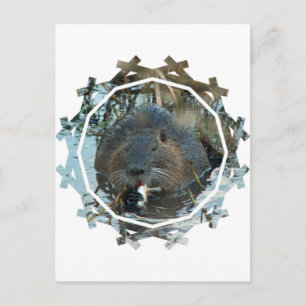 Beavers Habitat Postcard