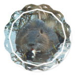 Beavers Habitat Stickers