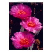 Beavertail Cactus Flowers 2 (Front)