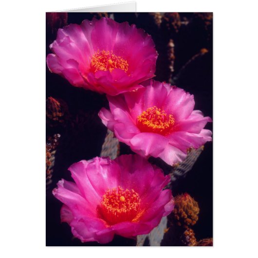 Beavertail Cactus Flowers 2 Cards (Front)