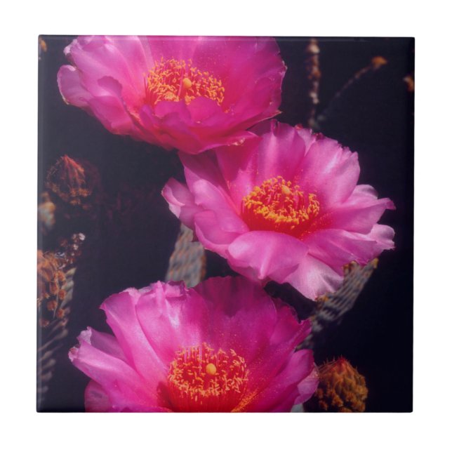 Beavertail Cactus Flowers 2 Ceramic Tile (Front)