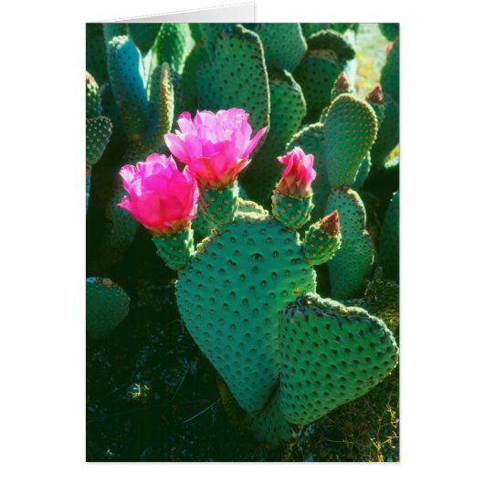 Beavertail Cactus Flowers Cards (Front)