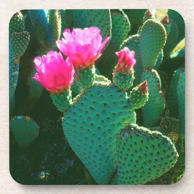 Beavertail Cactus Flowers Drink Coaster (Front)