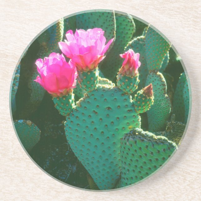 Beavertail Cactus Flowers Sandstone Coaster (Front)