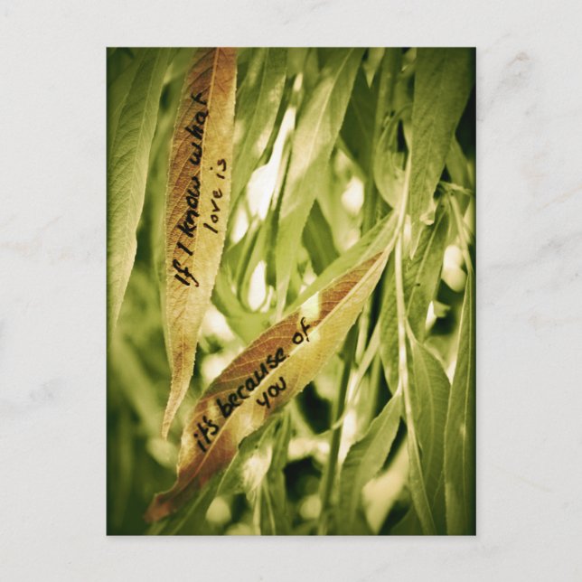 Because of you (love) postcard (Front)