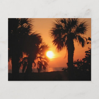 BECKYS PALM TREES 4-2-02 POSTCARD