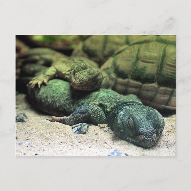 Bed Buddies Postcard (Front)