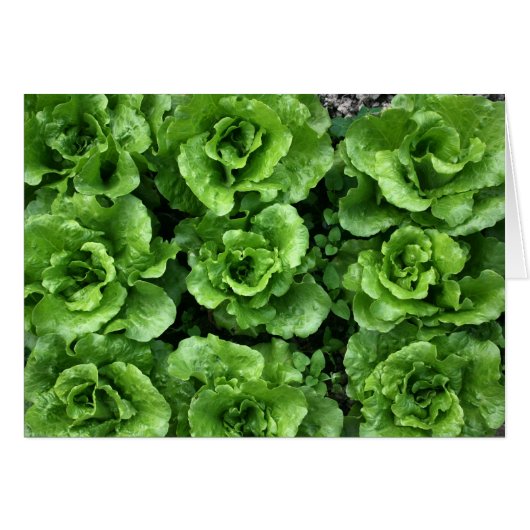 Bed of lettuce cards (Front Horizontal)